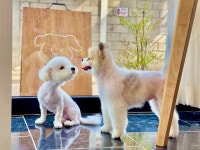 엘로이펫