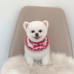 쌍금이네