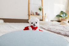 일산강아지분양 라펫