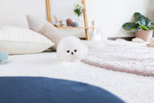 일산강아지분양 라펫