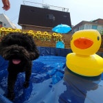 멍투게더 강아지유치원호텔 강남본점