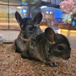 리틀 히어로 ZOO 양산점