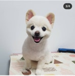 눈이부시개