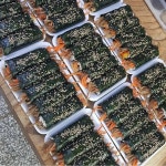 유강엄마손김밥