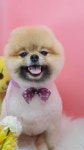 노랑퍼피