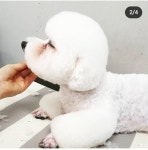 눈이부시개