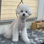 푸리미엄