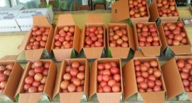 퇴촌토마토 성민농장