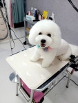 눈이부시개