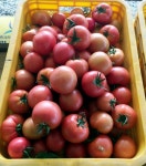 퇴촌토마토 성민농장