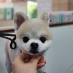 몽스파