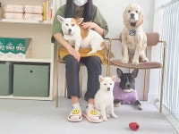 두류댕댕 애견유치원 애견호텔 애견카페