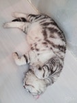 아가마미고양이카페