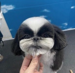 헬로퍼피