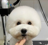 헬로퍼피