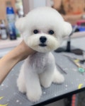 버들강아지 애견미용 애견호텔