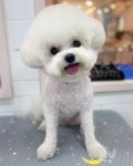 버들강아지