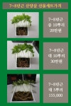 강원도 삼순이네 산삼농장