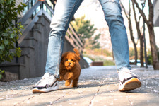 컴투펫 서울본점