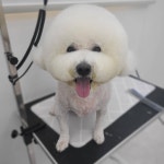 베르펫살롱
