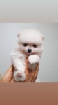 한빛애견전문농장