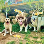 퍼피앤독 애견운동장&편집샵