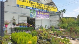 유영농원나무시장