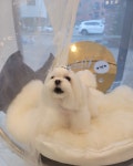 커들리독