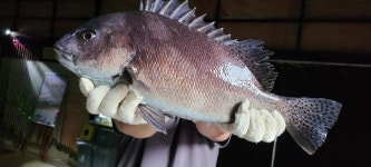 대전실내바다낚시터