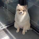 써니펫살롱