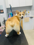 놀러왕왕왕 애견미용실