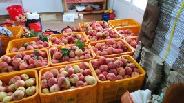 갑을농장 복숭아