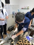 더힐링동물병원