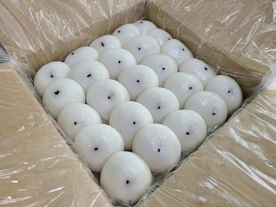 떡애잔기지 사진