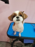 아껴줄개