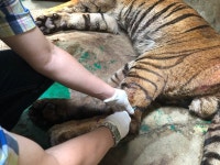 더힐링동물병원