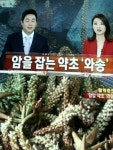 와송농장