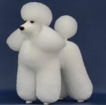 이현경애견미용학원