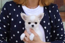 미앤유펫 강아지고양이 원주점