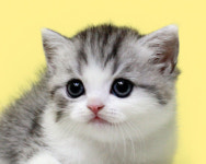 수원고양이분양 나비캣