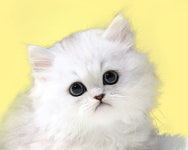 수원고양이분양 나비캣