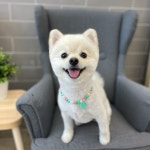 사개절펫살롱