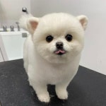 댕댕 CLUB