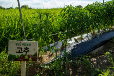 햇살들 주말농장