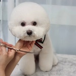 펫살롱