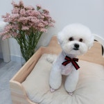 봄블리애견미용