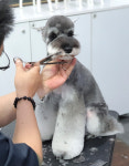 변석준애견미용학원