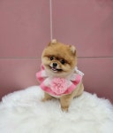센텀애견미용