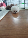 한빛애견마을