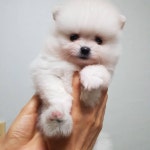 한빛애견마을